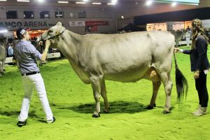 151128SC15 253_Abt. 7 Rang 9 Jongleur Jolanda von Paul Kaelin SZ
